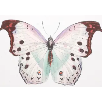 Peacock & Grey Pansy – Antique Butterfly Engraving (1835)