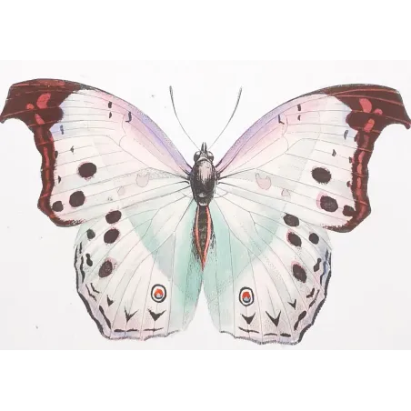 Peacock & Grey Pansy – Antique Butterfly Engraving (1835)