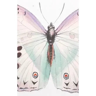 Peacock & Grey Pansy – Antique Butterfly Engraving (1835)