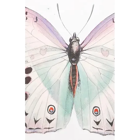 Peacock & Grey Pansy – Antique Butterfly Engraving (1835)