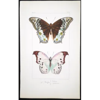 Peacock & Grey Pansy – Antique Butterfly Engraving (1835)