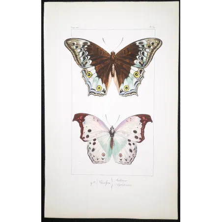 Peacock & Grey Pansy – Antique Butterfly Engraving (1835)