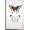 Peacock & Grey Pansy Butterflies (Junonia almana, Junonia atlites) – Antique Hand-Colored Engraving, Exotic Butterflies (1835)