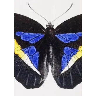 Demophon Prepona Butterfly – Antique Engraving (1835)