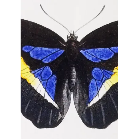 Demophon Prepona Butterfly – Antique Engraving (1835)