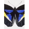 Demophon Prepona & Brassolis Exotic Butterfly (Archaeoprepona demophon, Brassolis sophorae) – Antique Hand-Colored Engraving