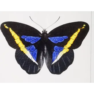 Demophon Prepona Butterfly – Antique Engraving (1835)