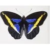 Demophon Prepona & Brassolis Exotic Butterfly (Archaeoprepona demophon, Brassolis sophorae) – Antique Hand-Colored Engraving