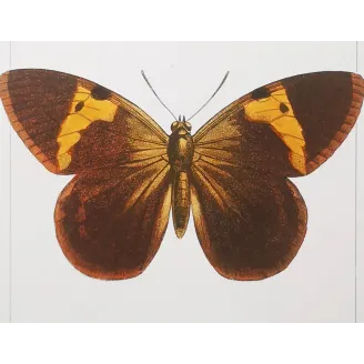 Demophon Prepona Butterfly – Antique Engraving (1835)