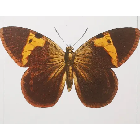 Demophon Prepona Butterfly – Antique Engraving (1835)