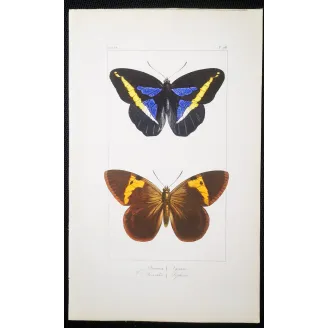 Demophon Prepona Butterfly – Antique Engraving (1835)