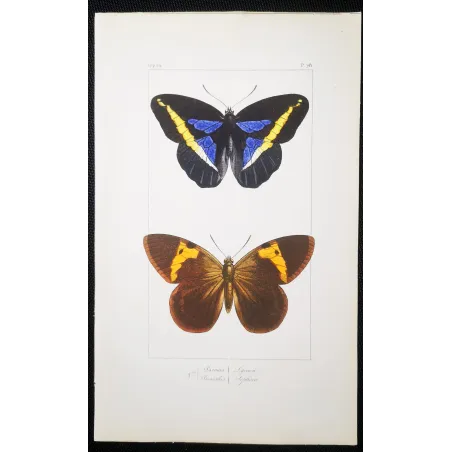 Demophon Prepona Butterfly – Antique Engraving (1835)