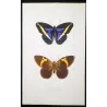 Demophon Prepona & Brassolis Exotic Butterfly (Archaeoprepona demophon, Brassolis sophorae) – Antique Hand-Colored Engraving