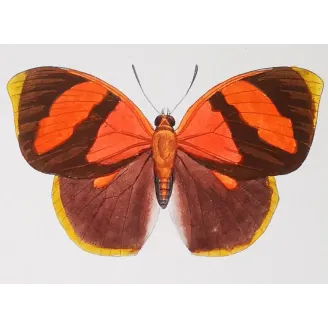 Agrias Butterfly – Antique Hand-Colored Engraving (1835)