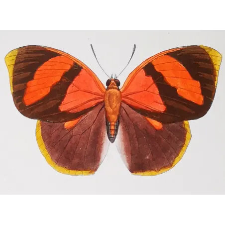 Agrias Butterfly – Antique Hand-Colored Engraving (1835)