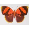 Agrias & Stenele Butterflies (Agrias rogeri, Adelpha stenele) – Antique Hand-Colored Engraving, Exotic Butterflies (1835)