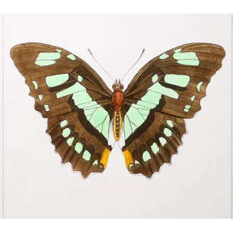Agrias Butterfly – Antique Hand-Colored Engraving (1835)