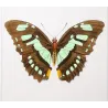 Agrias & Stenele Butterflies (Agrias rogeri, Adelpha stenele) – Antique Hand-Colored Engraving, Exotic Butterflies (1835)