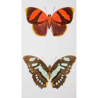 Agrias Butterfly – Antique Hand-Colored Engraving (1835)