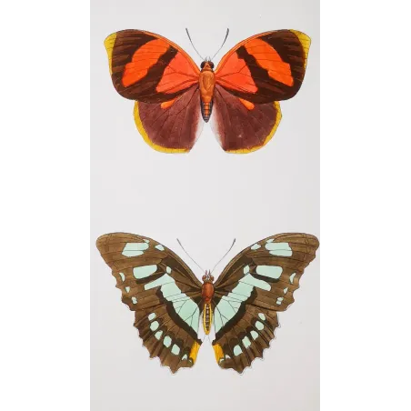 Agrias Butterfly – Antique Hand-Colored Engraving (1835)