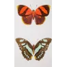 Agrias & Stenele Butterflies (Agrias rogeri, Adelpha stenele) – Antique Hand-Colored Engraving, Exotic Butterflies (1835)