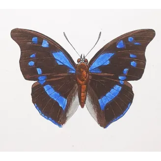 Lacewing Butterfly – Antique Engraving (1835)