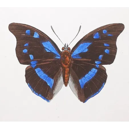 Lacewing Butterfly – Antique Engraving (1835)