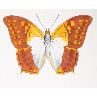 Lacewing Butterfly – Antique Engraving (1835)