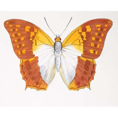 Lacewing Butterfly – Antique Engraving (1835)