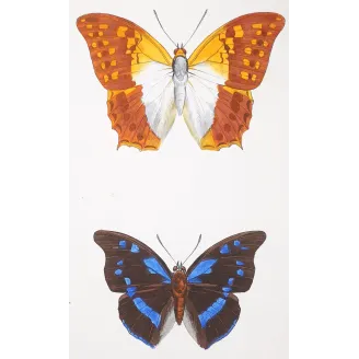 Lacewing Butterfly – Antique Engraving (1835)