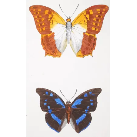 Lacewing Butterfly – Antique Engraving (1835)
