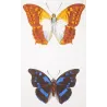 Lacewing & Erycina Butterflies (Cethosia cyane, Erycina hypsenina) – Antique Hand-Colored Engraving, Exotic Butterflies (1835)