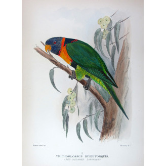 Red-collared Lorikeet – Original print by Roland Green
