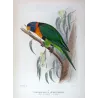 Red-collared Lorikeet (*Trichoglossus rubritorquis*) – Original lithograph by Green, Mathews (1910–27)