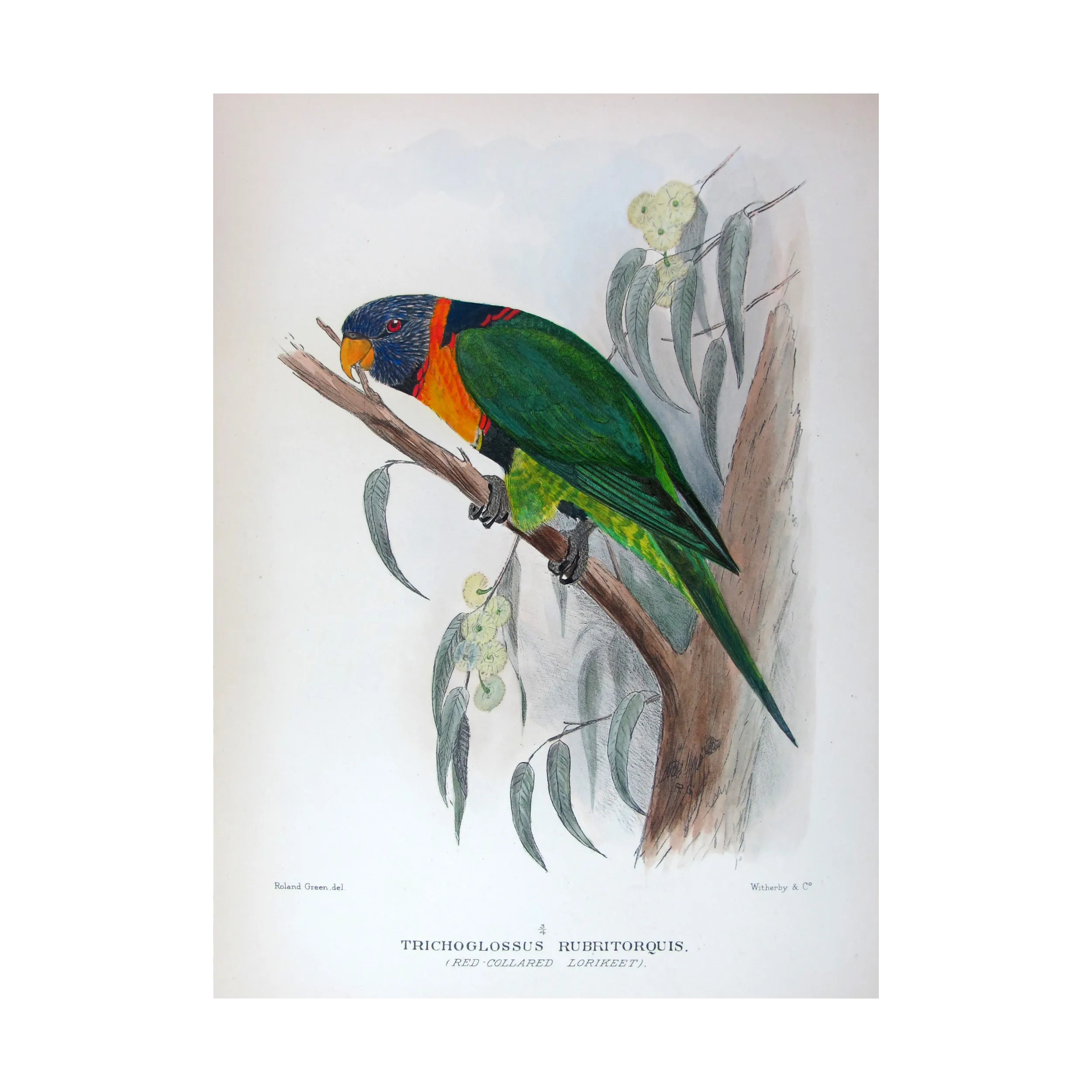 Red-collared Lorikeet – Original print by Roland Green
