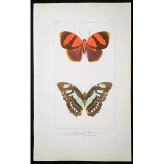 Lacewing Butterfly – Antique Engraving (1835)