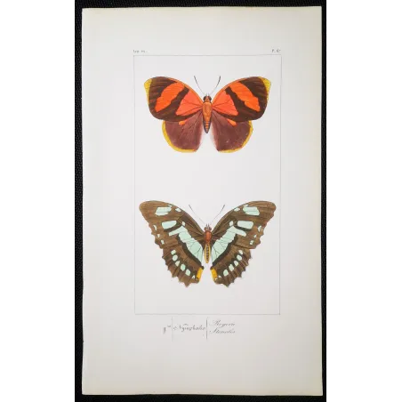 Lacewing Butterfly – Antique Engraving (1835)
