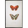 Lacewing & Erycina Butterflies (Cethosia cyane, Erycina hypsenina) – Antique Hand-Colored Engraving, Exotic Butterflies (1835)