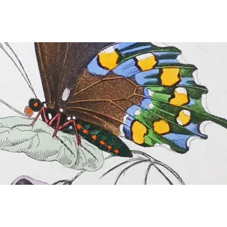 Yellow Swallowtail Butterfly – Antique Engraving (1835)