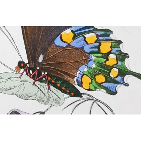 Yellow Swallowtail Butterfly – Antique Engraving (1835)