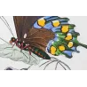 Yellow Swallowtail & Pipevine Exotic Butterflies (Papilio iphitas, Battus philenor) – Antique Hand-Colored Engraving (1835)