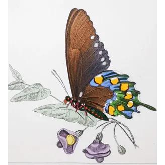 Yellow Swallowtail Butterfly – Antique Engraving (1835)