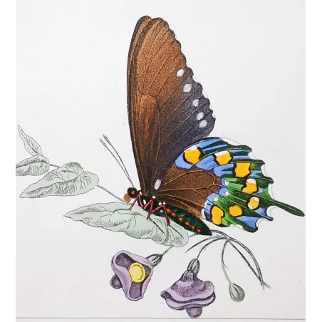 Yellow Swallowtail Butterfly – Antique Engraving (1835)
