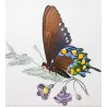 Yellow Swallowtail & Pipevine Exotic Butterflies (Papilio iphitas, Battus philenor) – Antique Hand-Colored Engraving (1835)