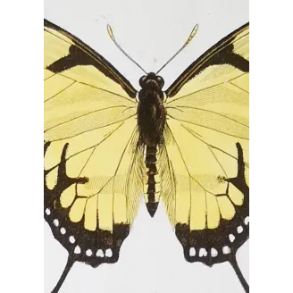 Yellow Swallowtail Butterfly – Antique Engraving (1835)