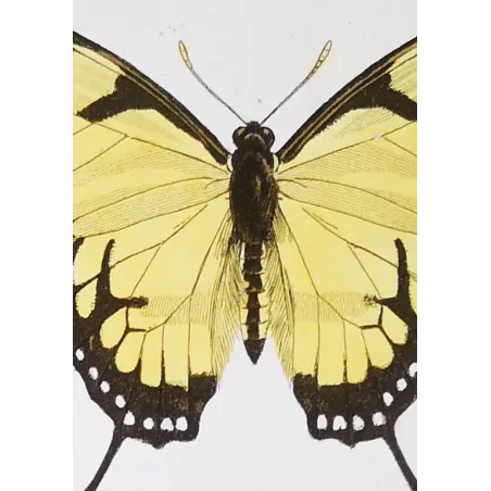 Yellow Swallowtail Butterfly – Antique Engraving (1835)