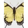 Yellow Swallowtail & Pipevine Exotic Butterflies (Papilio iphitas, Battus philenor) – Antique Hand-Colored Engraving (1835)