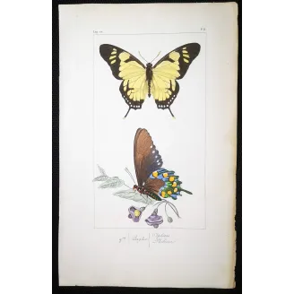 Yellow Swallowtail Butterfly – Antique Engraving (1835)