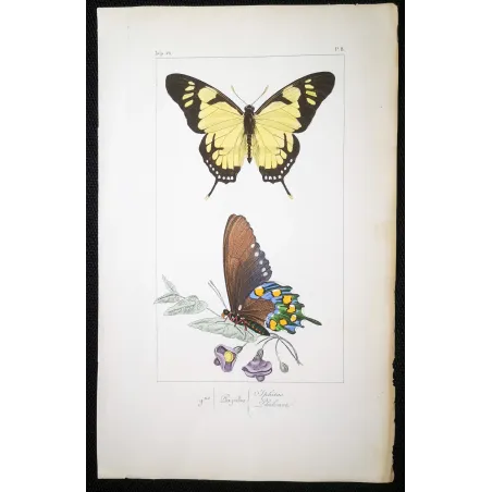Yellow Swallowtail Butterfly – Antique Engraving (1835)