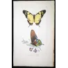 Yellow Swallowtail & Pipevine Exotic Butterflies (Papilio iphitas, Battus philenor) – Antique Hand-Colored Engraving (1835)